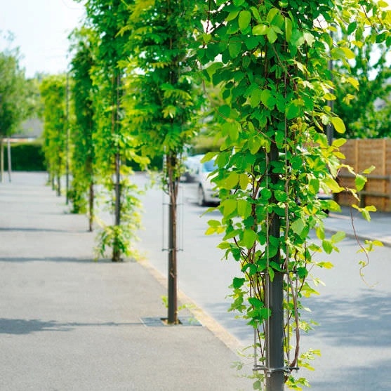 Fabricante de Tutores para Plantas